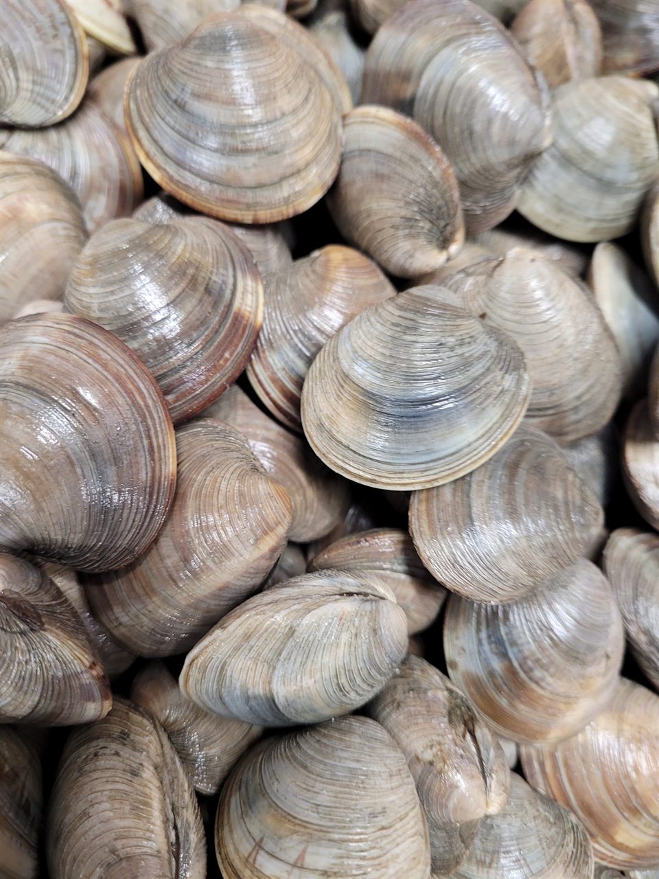 Hard clams