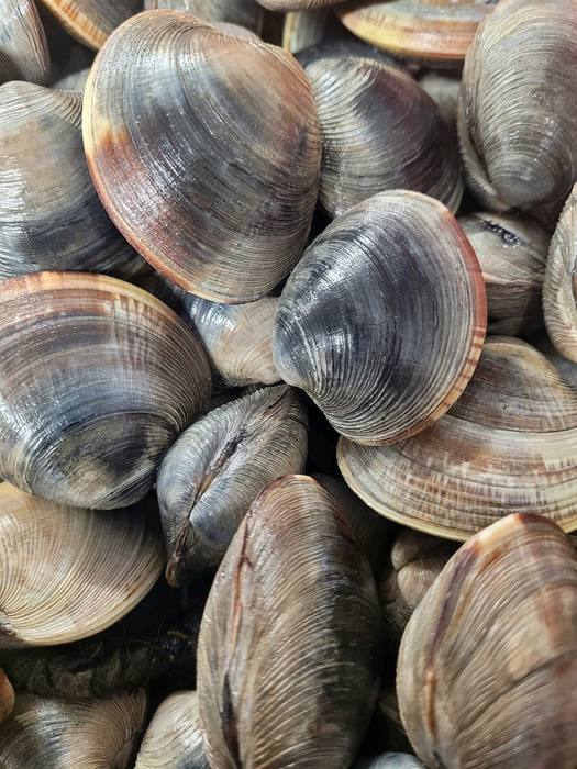 Fresh-pulled hard clams