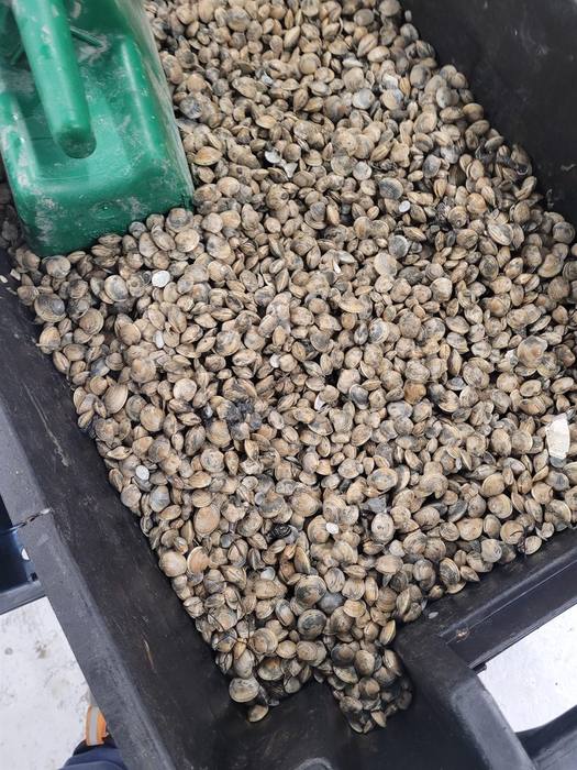 Sorting the catch