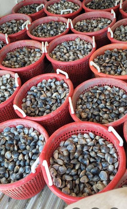 Baskets of littlenecks on the dock