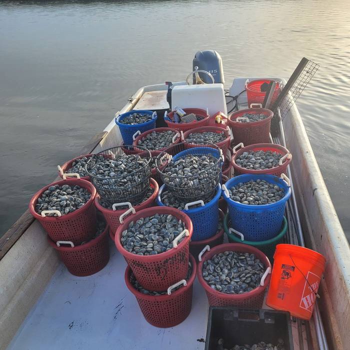 A boat-load of clams, straight off the beds