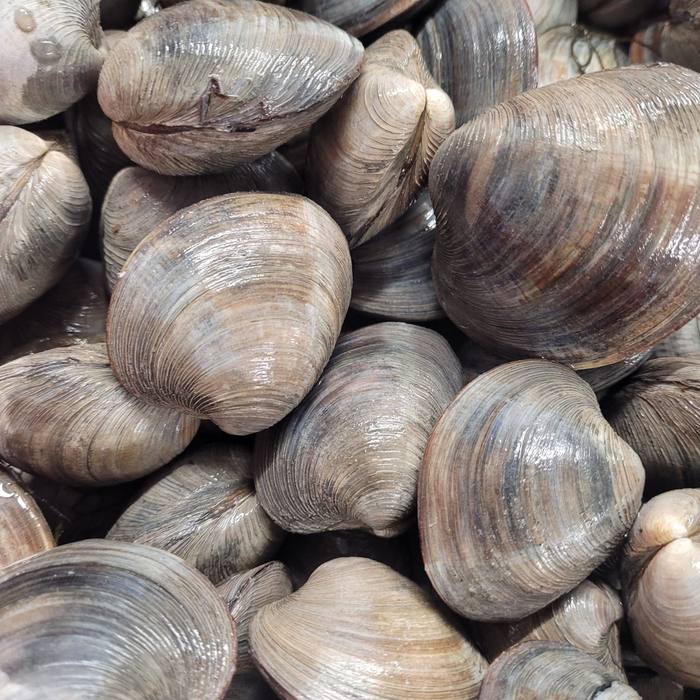Big chowder clams, shell to shell
