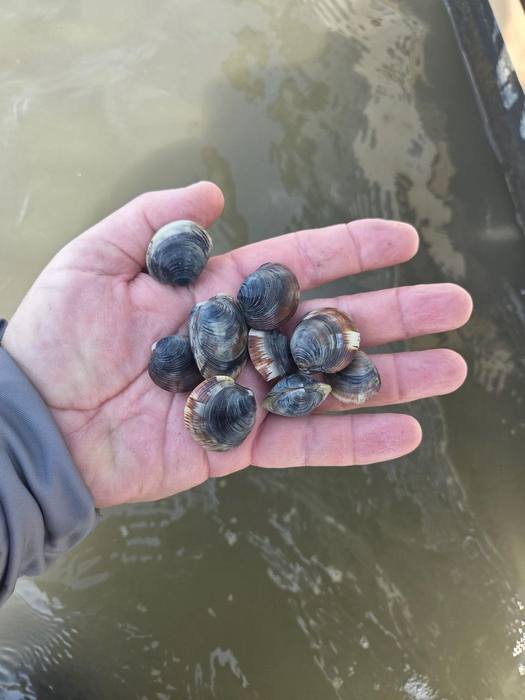 Littlenecks, straight out of the water